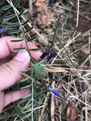 Vicia monantha
