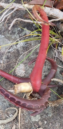 Aloe cameronii, photograph 3