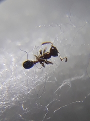 Pheidole indica