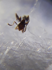 Pheidole indica
