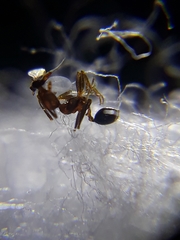 Pheidole indica