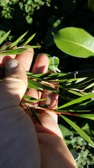 Melaleuca subulata