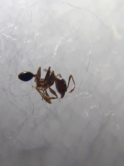 Pheidole indica