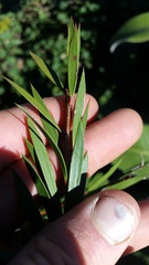 Melaleuca subulata