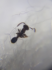 Pheidole indica
