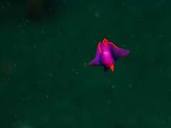 Sagaminopteron ornatum