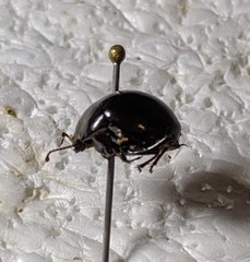 Apentanodes