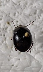 Apentanodes