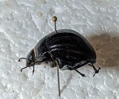 Erodius sauditus