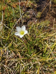 Gentianella montana montana