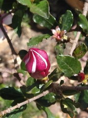 Strophanthus welwitschii