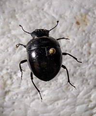 Apentanodes