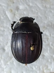 Erodius sauditus
