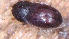 Coccotrypes dactyliperda