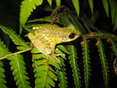 Sumaterana crassiovis