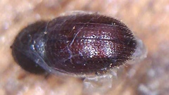 Coccotrypes dactyliperda