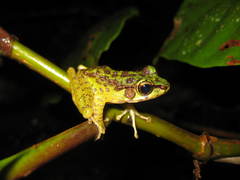 Sumaterana crassiovis