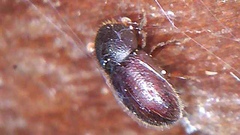 Coccotrypes dactyliperda