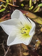 Gentianella montana montana
