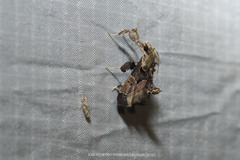 Sacada constrictalis
