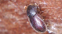 Coccotrypes dactyliperda