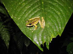 Sumaterana crassiovis