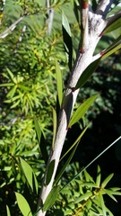 Melaleuca subulata