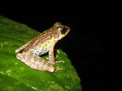 Sumaterana crassiovis