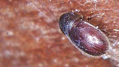 Coccotrypes dactyliperda