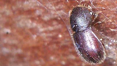 Coccotrypes dactyliperda