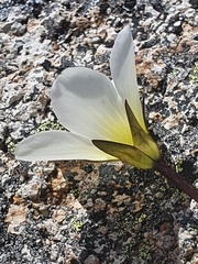 Gentianella montana montana