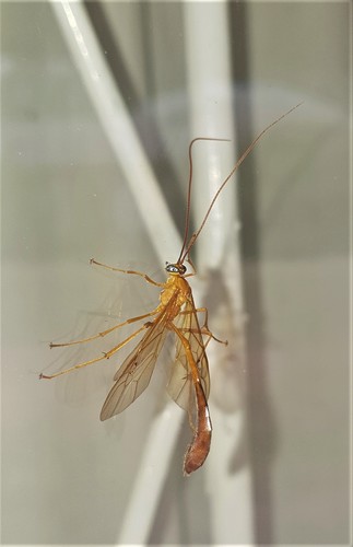 Enicospilus babaulti