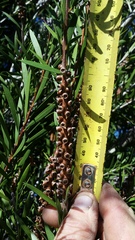 Melaleuca subulata