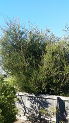 Melaleuca subulata