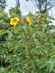 Cochlospermum angolense