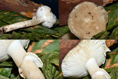 Amanita eliae