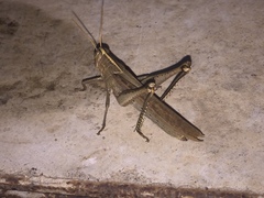 Schistocerca camerata