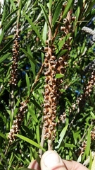 Melaleuca subulata