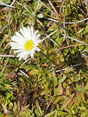 Brachyscome sinclairii