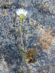 Brachyscome sinclairii