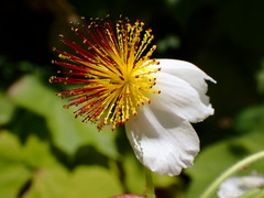 Sparrmannia