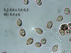Amanita eliae