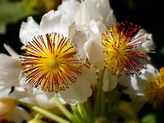 Sparrmannia