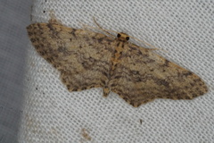 Poecilasthena scoliota