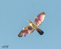 Columba livia domestica