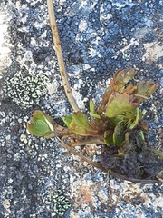 Brachyscome sinclairii