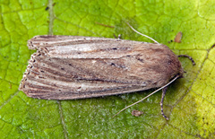 Nonagria typhae