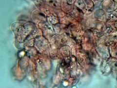 Amanita eliae
