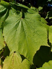 Sparrmannia
