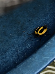 Arocera aequinoxialis